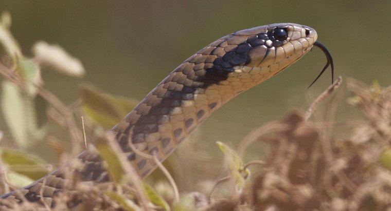 Les serpents de poulet sont-ils dangereux ?