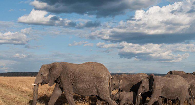 Quelle est la différence de taille entre un épaulard et un éléphant ?
