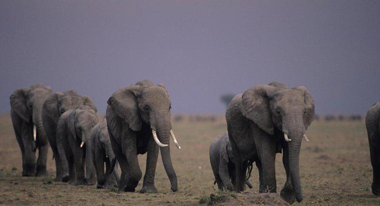 Les éléphants migrent-ils ?