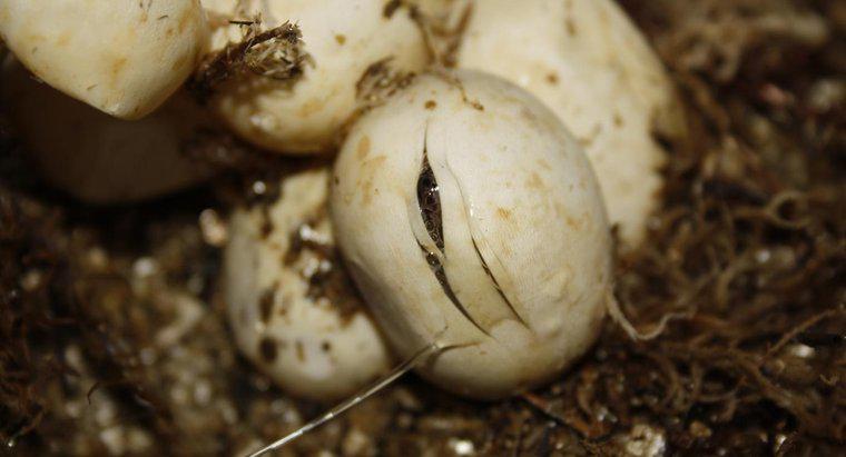 Combien de temps faut-il pour que les œufs de serpent éclosent ?