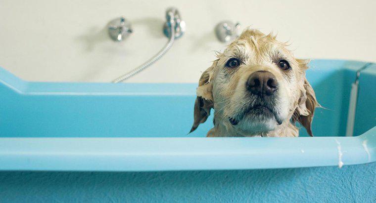 Combien de temps après l'accouchement d'une chienne est-il sécuritaire de la baigner ?