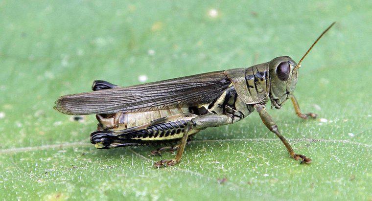 Quelle est la différence entre les sauterelles mâles et femelles?