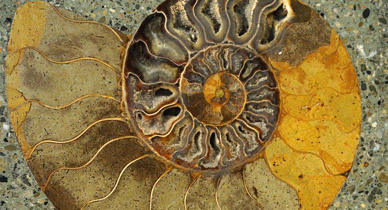 Qu'est-ce que le disque fossile?