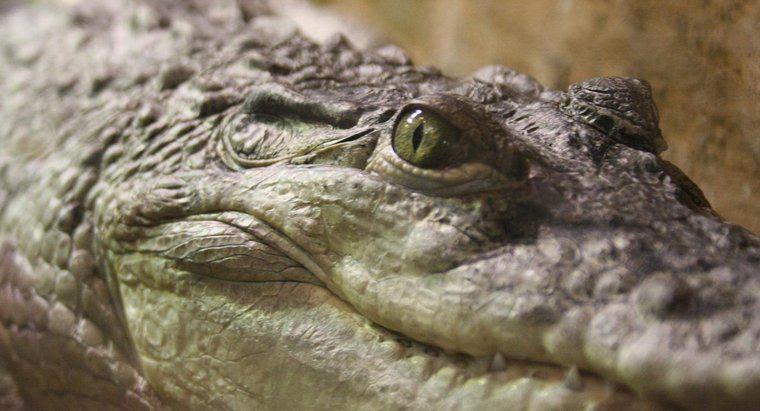 Comment les crocodiles digèrent-ils leur nourriture ?