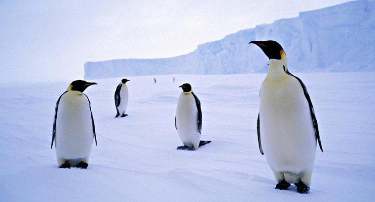 Comment s'appelle un groupe de pingouins ?
