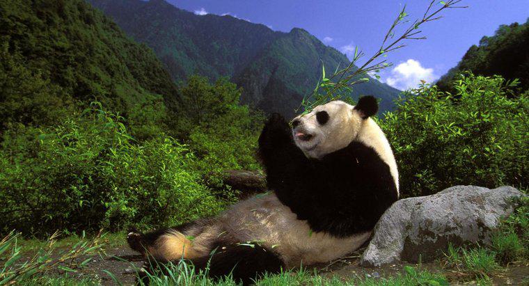 Quels sont les faits amusants sur les pandas ?