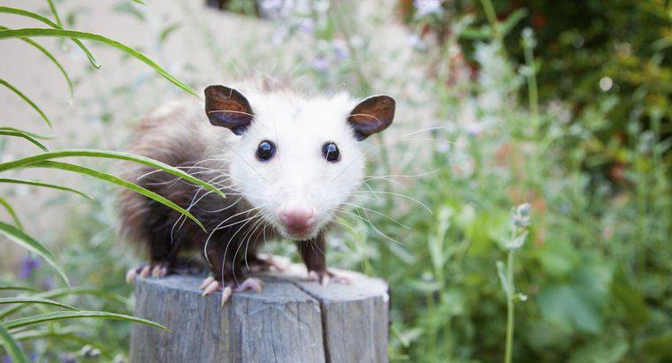 Que mangent les opossums ?