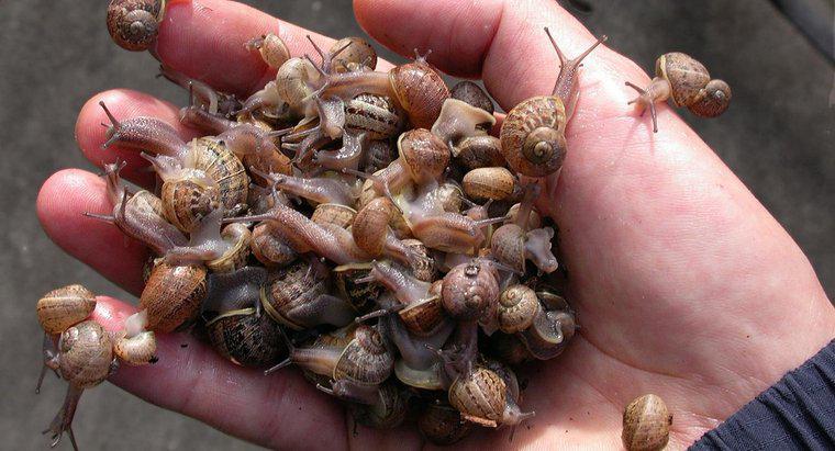 Comment s'appelle un groupe d'escargots ?