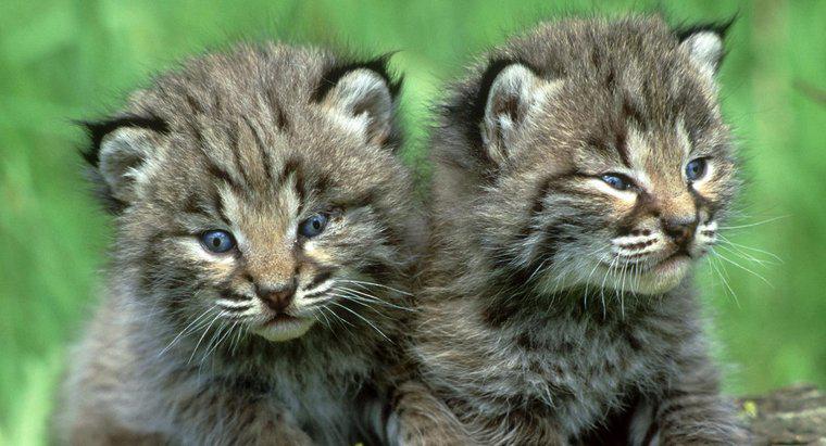 Comment s'appelle un bébé lynx ?