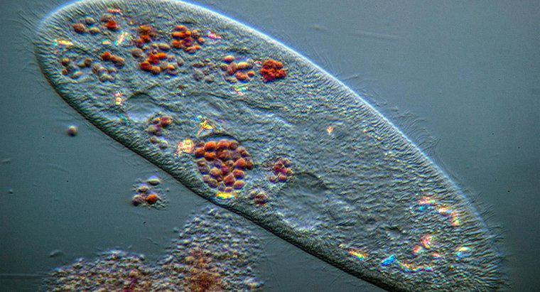 Comment les protistes affectent-ils les humains?