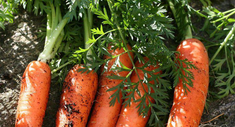 Comment les carottes se reproduisent-elles ?