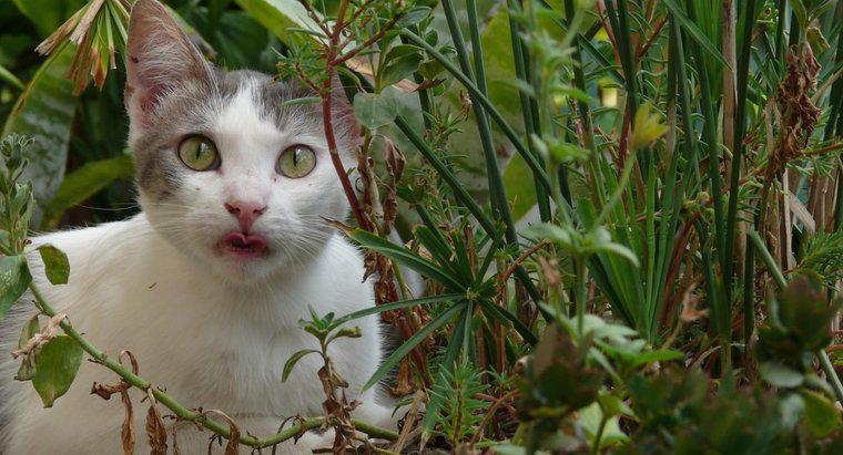 Comment garder les chats hors d'un jardin ?