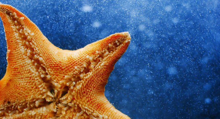 Qu'est-ce qu'un nom scientifique pour une étoile de mer ?