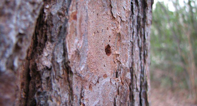 Comment les arbres dont l'écorce est endommagée guérissent-ils ?