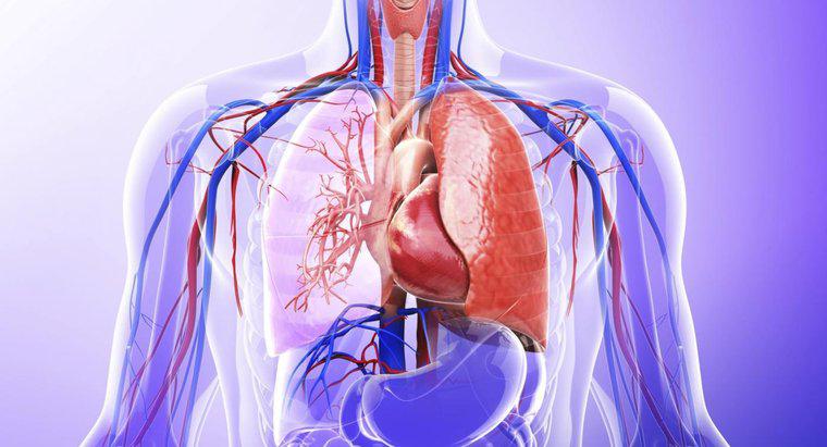 Quel rôle les poumons ont-ils dans le système excréteur ?