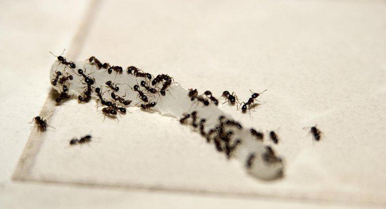 Comment faire du poison de fourmi maison avec du borax ?