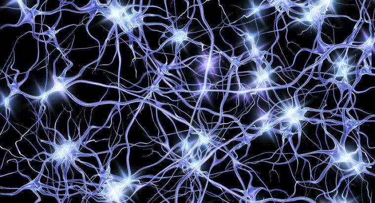 Quel est l'espace entre le neurone et le muscle ?