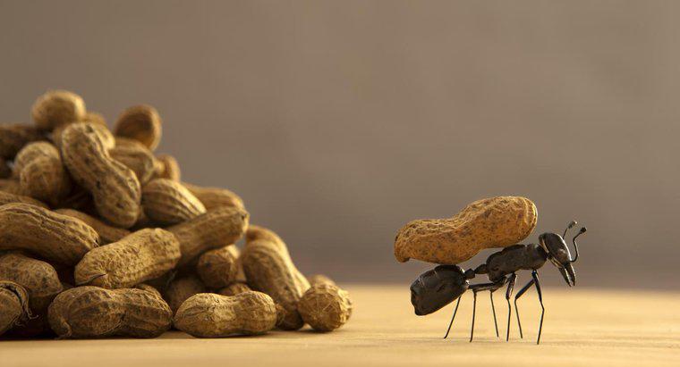 Qu'est-ce qui attire les fourmis ?