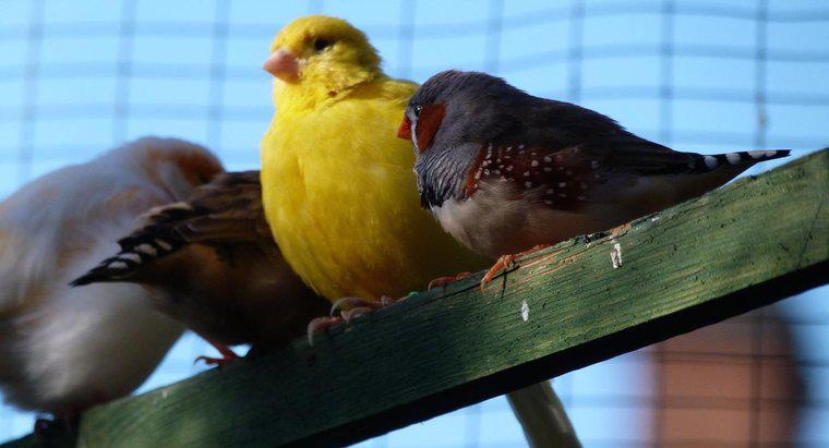 Quelles sont les différences entre les canaris mâles et femelles ?