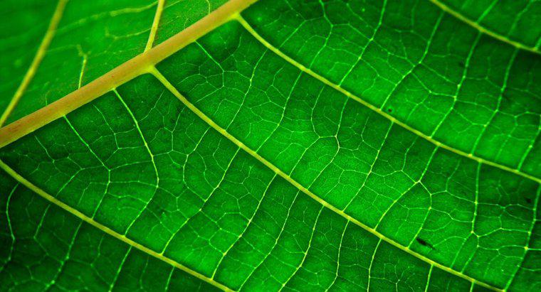 Pourquoi les plantes sont-elles vertes ?