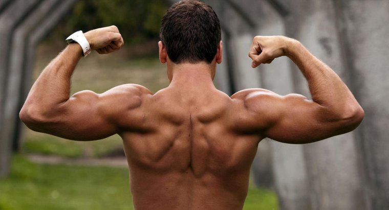 Combien de muscles y a-t-il dans le bras humain ?