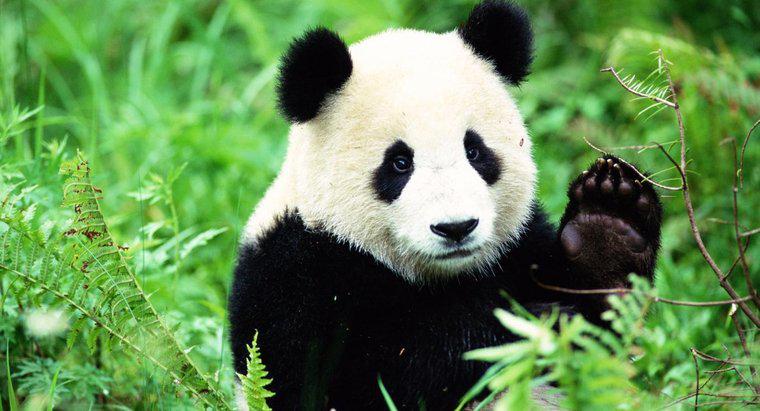 Habitats de panda à l'état sauvage