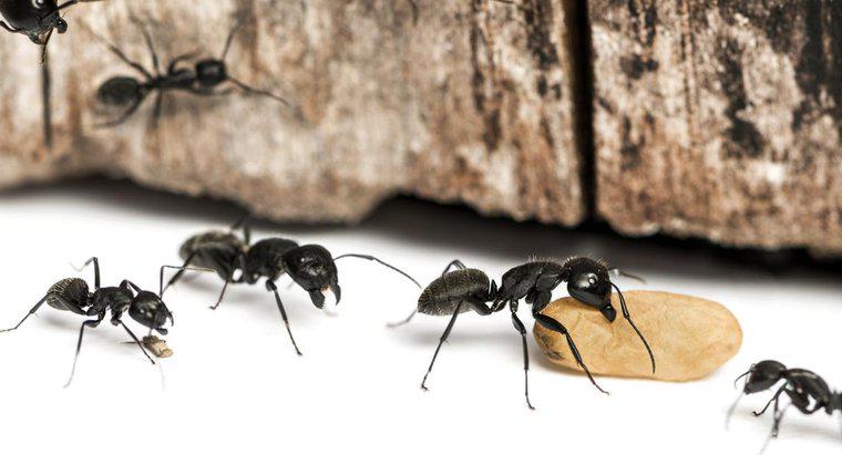 Quels sont les moyens courants de tuer les fourmis charpentières ?