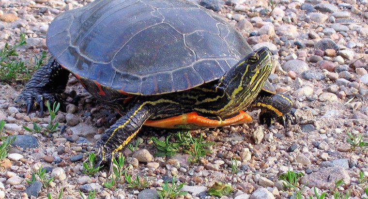 Combien de temps vivent les tortues peintes ?