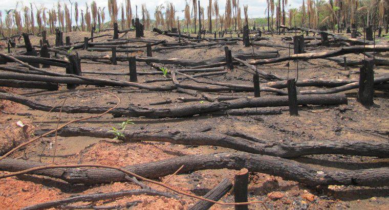 Pourquoi la forêt amazonienne est-elle en danger ?