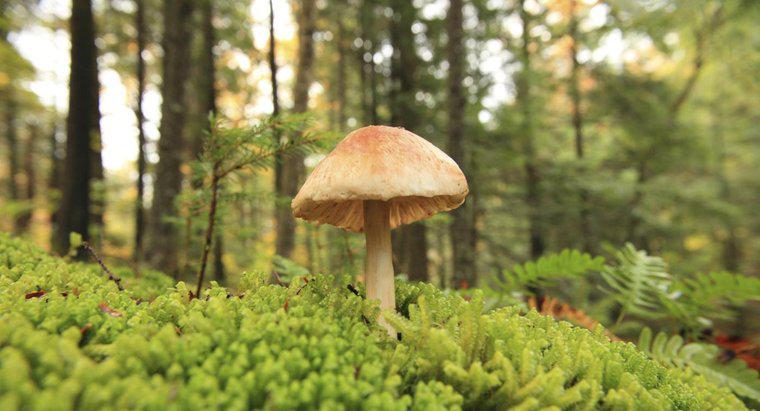 Quelle est l'importance économique des champignons ?