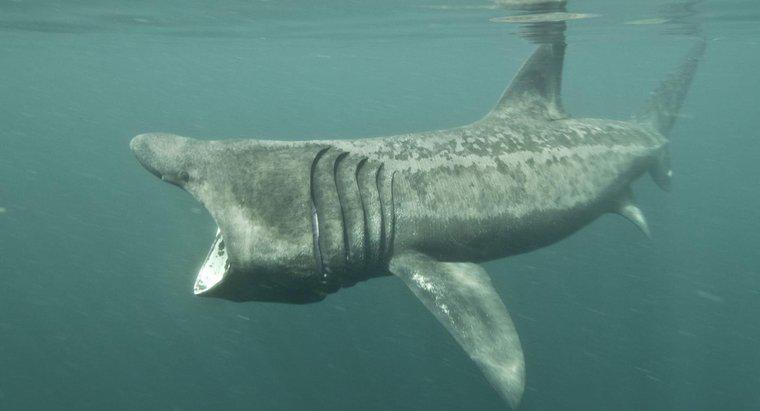 Quelle est la taille de la bouche d'un requin pèlerin ?