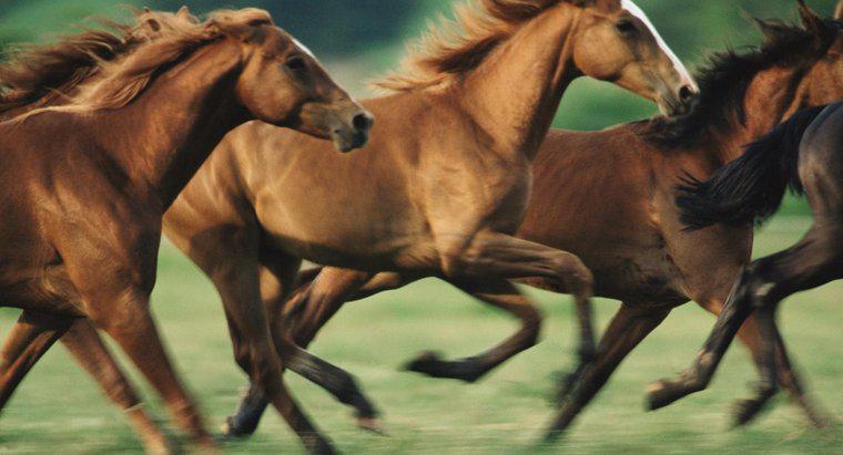Quand les chevaux sont-ils arrivés en Amérique du Nord ?