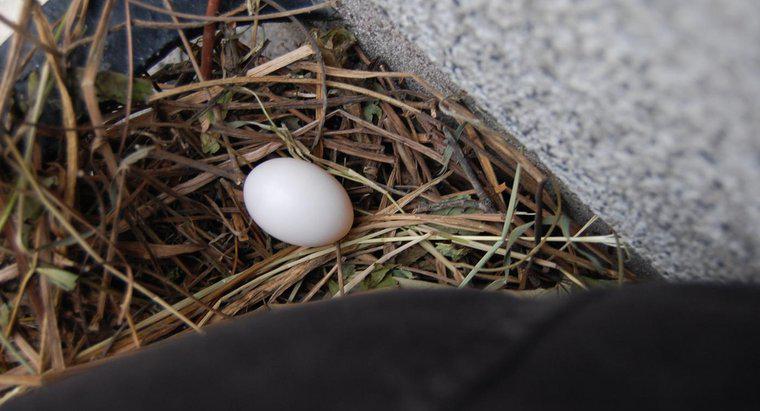 Combien de jours faut-il aux œufs de pigeon pour éclore ?
