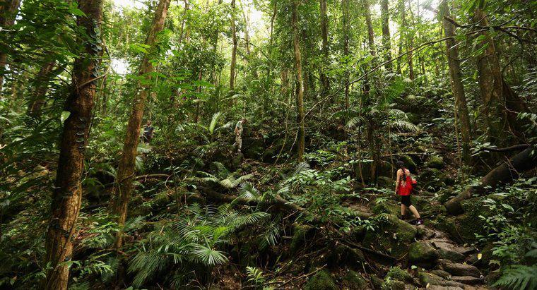 Que sont les décomposeurs dans les forêts tropicales humides?