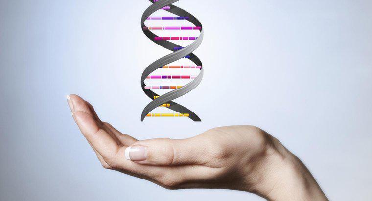 Qu'est-ce qui constitue l'épine dorsale de la molécule d'ADN?