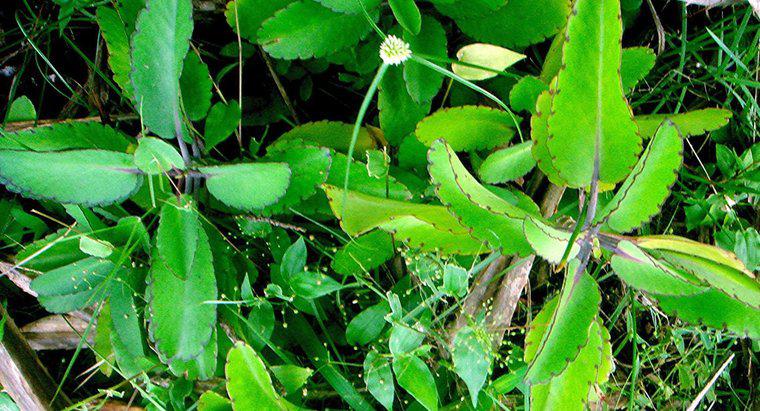 Quelles sont les utilisations médicinales de Bryophyllum?