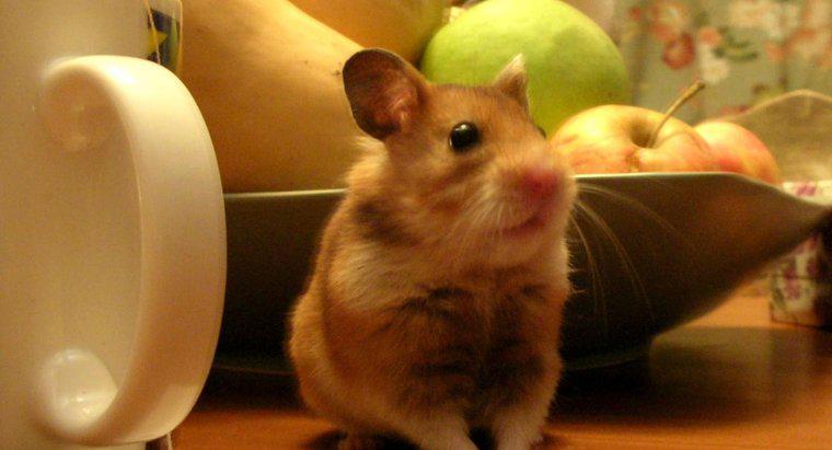 Les hamsters peuvent-ils manger des pommes ?