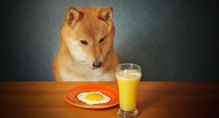 Les chiens peuvent-ils manger des œufs cuits ?