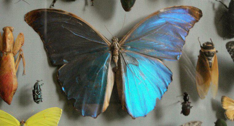 Comment s'appelle un collectionneur de papillons ?