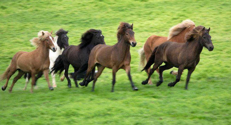Comment les chevaux se reproduisent-ils ?