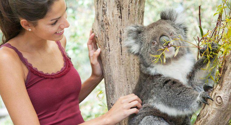 Pouvez-vous adopter un koala ?