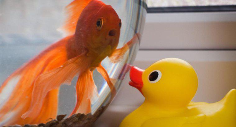 Comment savoir quand un poisson rouge est stressé ?