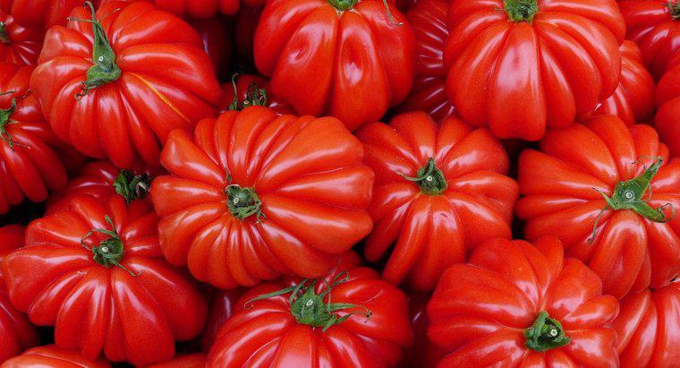 Quand est la saison de plantation de tomates?