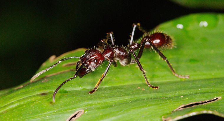 Où vivent les fourmis balles ?