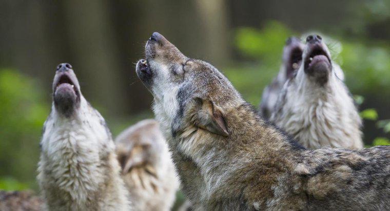 Pourquoi les loups hurlent-ils ?