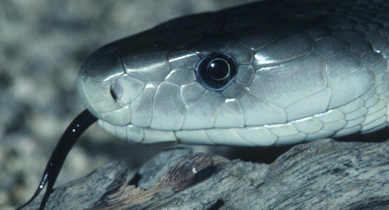 D'où vient le nom du serpent Black Mamba ?