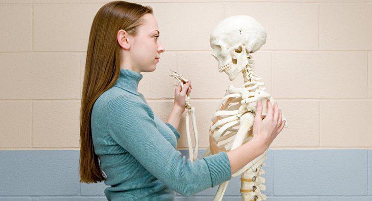 Qu'est-ce qu'un score de densité osseuse normal pour une femme ?