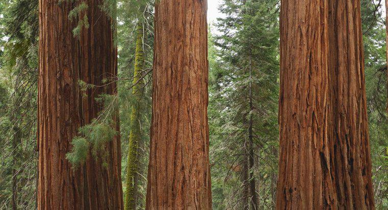 Quelle est la liste des parcs nationaux en Californie ?