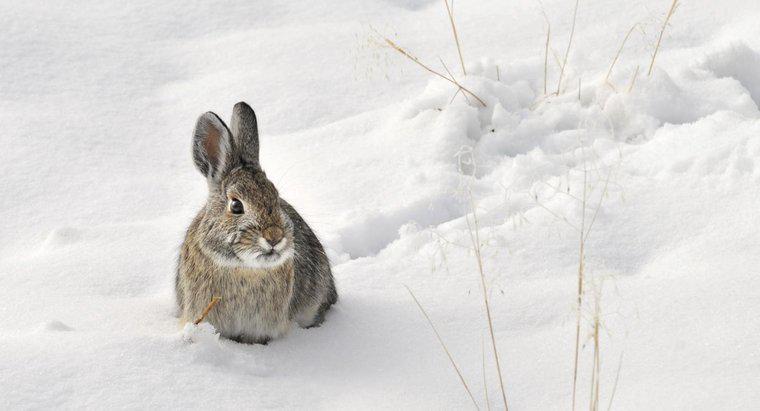 Les lapins hibernent-ils en hiver ?