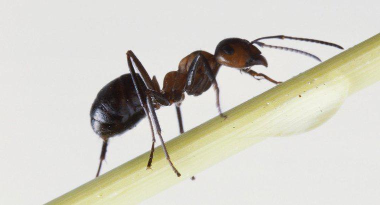Qu'est-ce qu'un bon traitement pour les piqûres de fourmis de feu ?